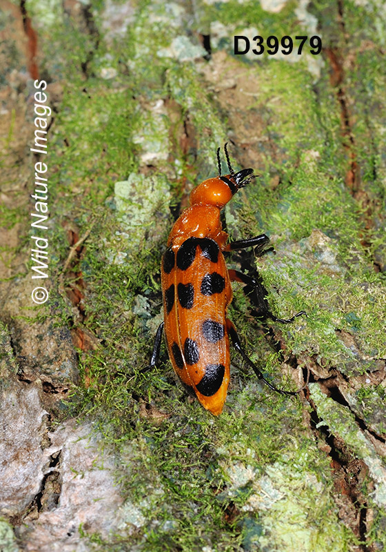 Cissites maculata, Meloidae